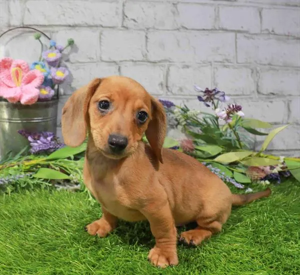 Male Dachshund puppy for sale at Waggles-Ft. Myers.