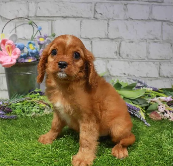 Male Cavalier King Charles Spaniel puppy named Nacho for sale at Waggles-Ft. Myers.