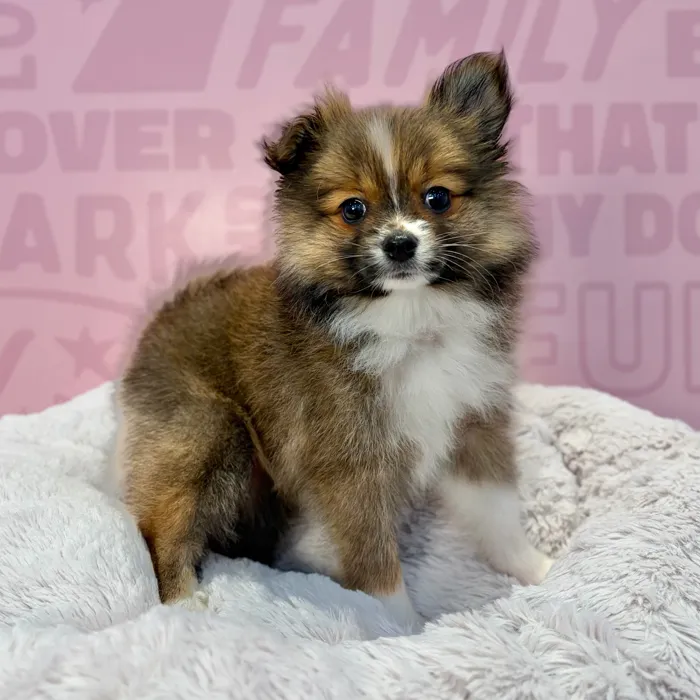 Female Pomeranian puppy named Sierra for sale at Waggles-Ft. Myers.