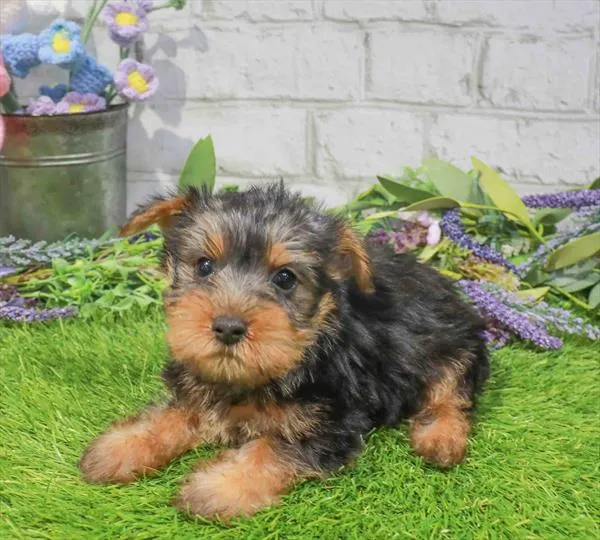 Female Silky Terrier puppy named Zsa Zsa for sale at Waggles-Ft. Myers.