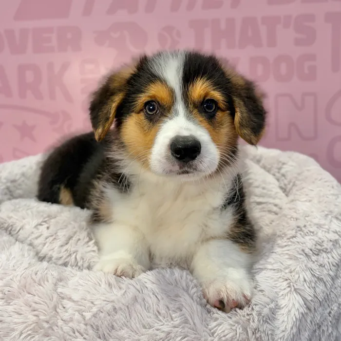 Male Pembroke Welsh Corgi puppy named Alvin for sale at Waggles-Ft. Myers.