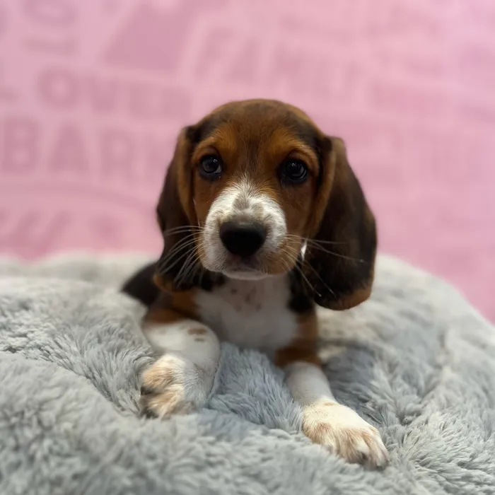 Male Beagle puppy named Wesley for sale at Waggles-Ft. Myers.