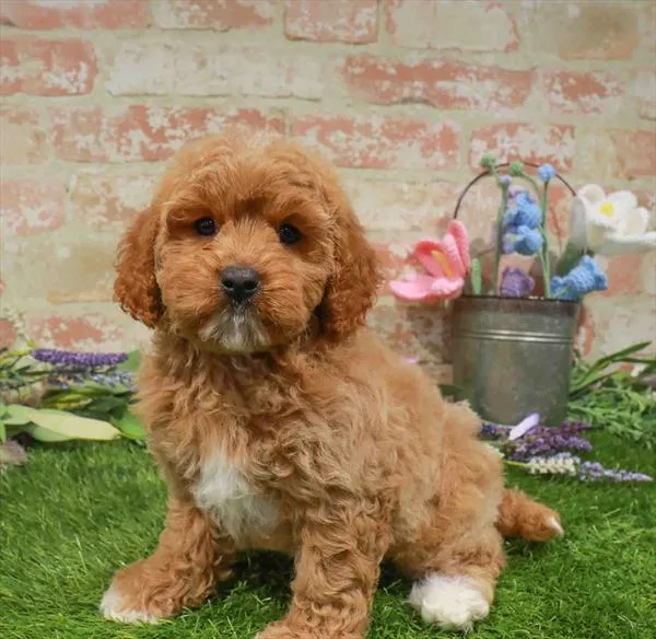 Female Cavapoo puppy named Peach for sale at Waggles-Ft. Myers.