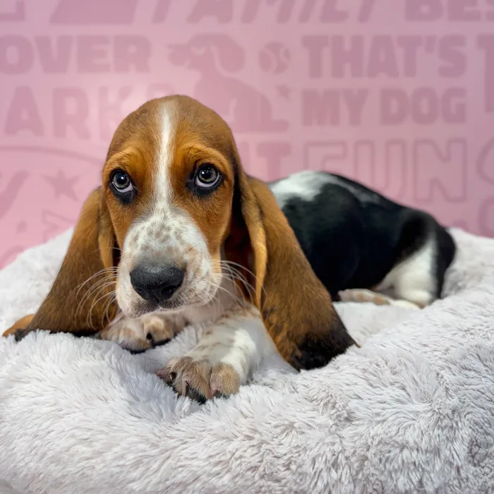 Male Basset Hound puppy named Earl for sale at Waggles-Ft. Myers.