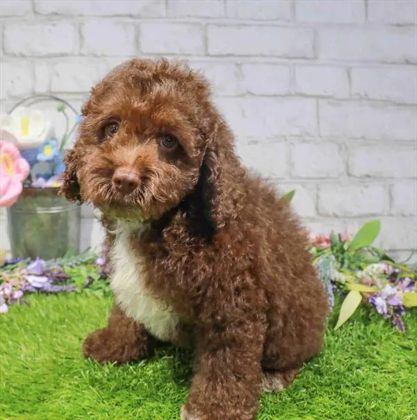 Male Hybrid puppy for sale at Waggles-Ft. Myers.