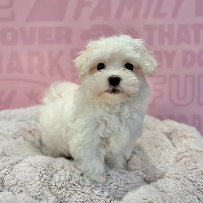 Female Maltese puppy named Trixie for sale at Waggles-Ft. Myers.