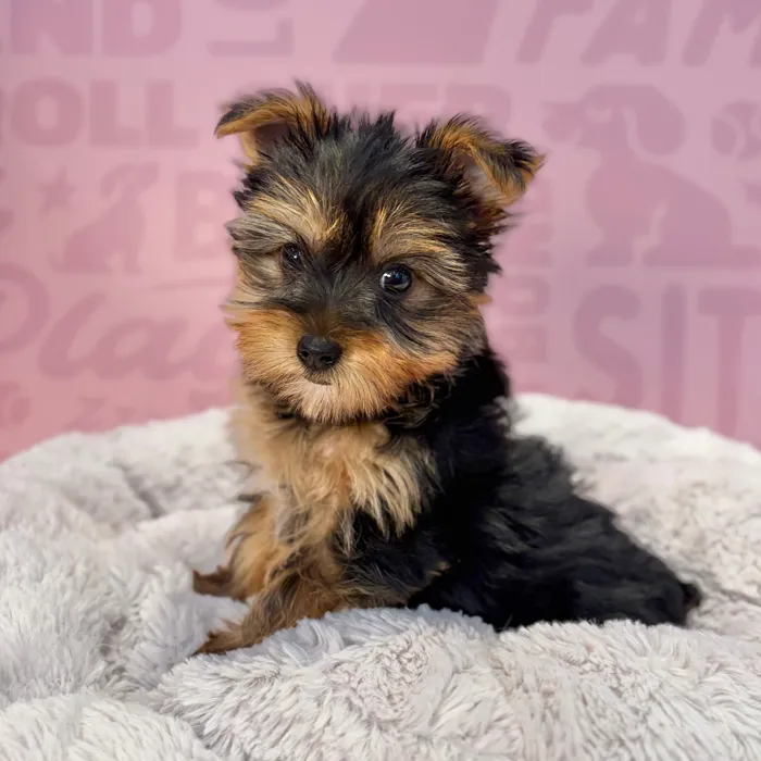Female Yorkie puppy named Cleo for sale at Waggles-Ft. Myers.