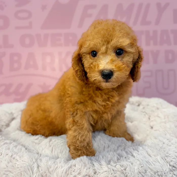 Female Maltipoo puppy named Shirley for sale at Waggles-Ft. Myers.