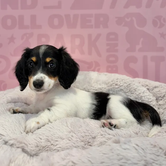 Female Dachshund puppy named Cookie for sale at Waggles-Ft. Myers.