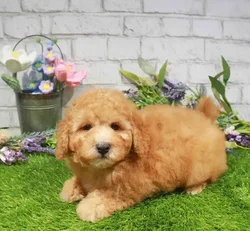 Male Maltipoo puppy for sale at Waggles-Ft. Myers.