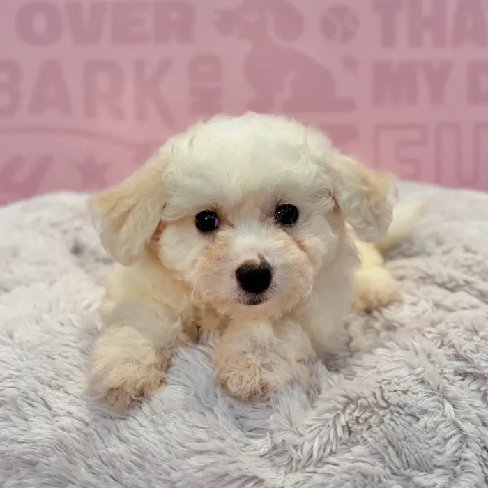 Female Bichon puppy named Hannah for sale at Waggles-Ft. Myers.