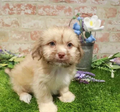 Male Havanese-Shih Tzu puppy named Bowie for sale at Waggles-Ft. Myers.
