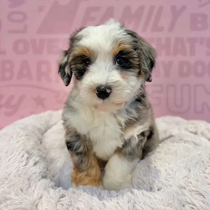 Female Mini Bernedoodle 2Nd Gen puppy named Corinne for sale at Waggles-Ft. Myers.