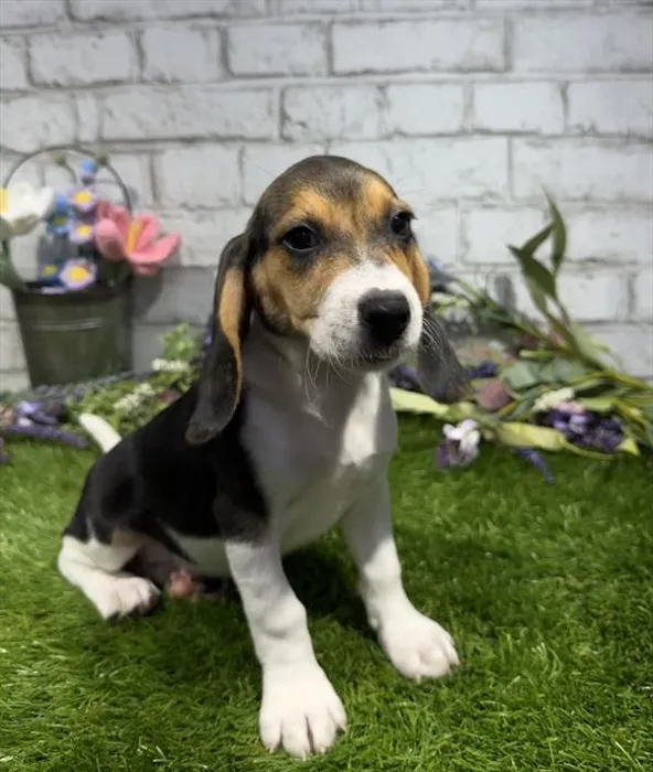 Female Beagle puppy for sale at Waggles-Ft. Myers.