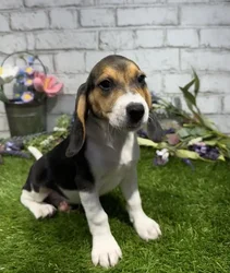 Female Beagle puppy for sale at Waggles-Ft. Myers.