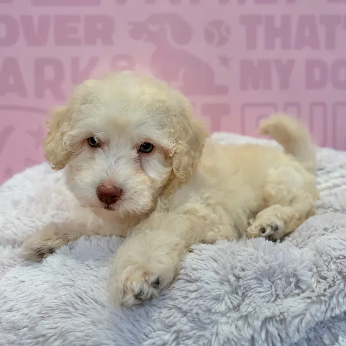 Female Bichapoo puppy named Shay for sale at Waggles-Ft. Myers.