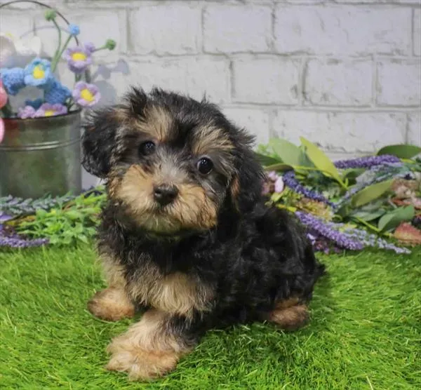 Female Yorkie-Poo puppy for sale at Waggles-Ft. Myers.