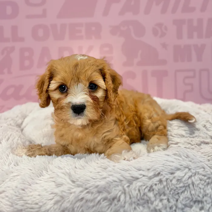 Female Cavachon puppy named Ruby for sale at Waggles-Ft. Myers.