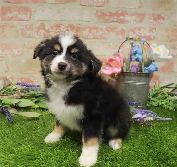 Male Australian Shepherd puppy for sale at Waggles-Ft. Myers.