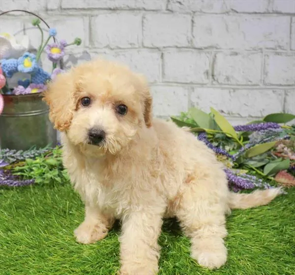 Female Bichapoo puppy for sale at Waggles-Ft. Myers.