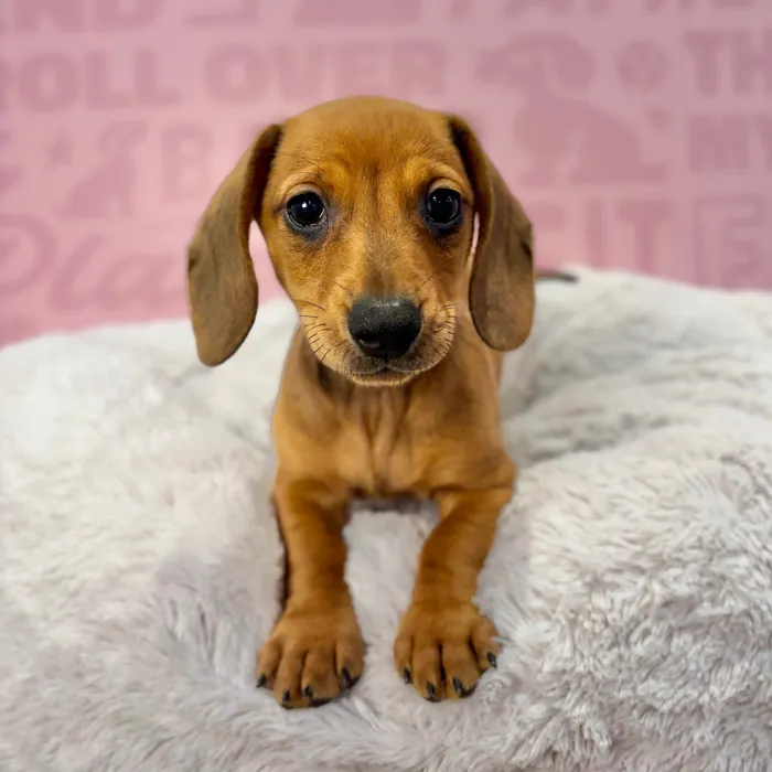 Male Dachshund puppy named Vinny for sale at Waggles-Ft. Myers.