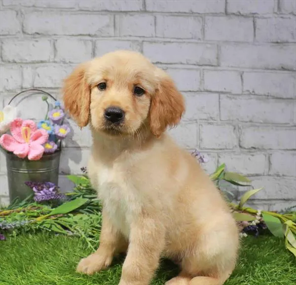 Female Golden Retriever puppy for sale at Waggles-Ft. Myers.