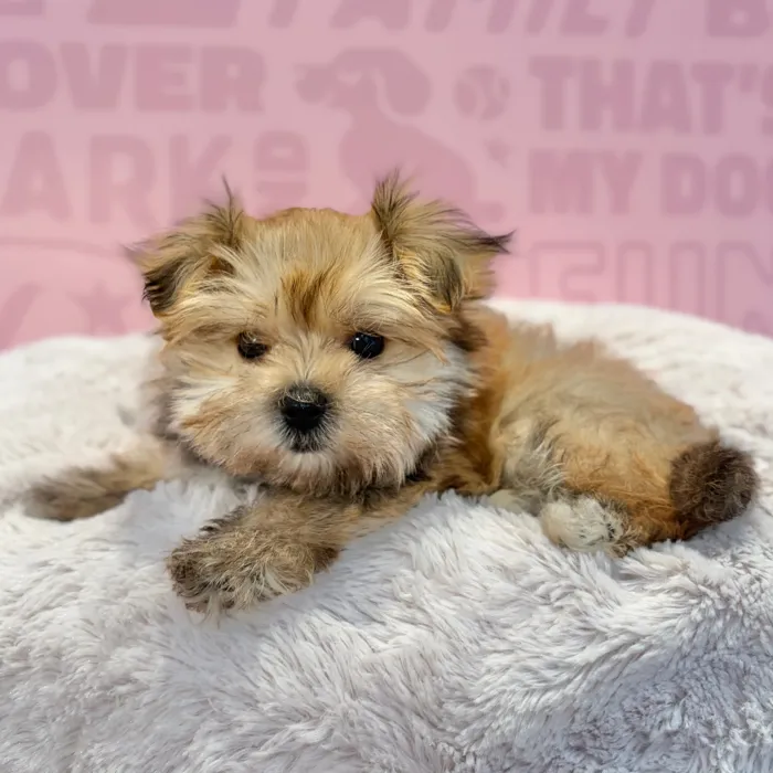 Male Morkie puppy named Captain for sale at Waggles-Ft. Myers.