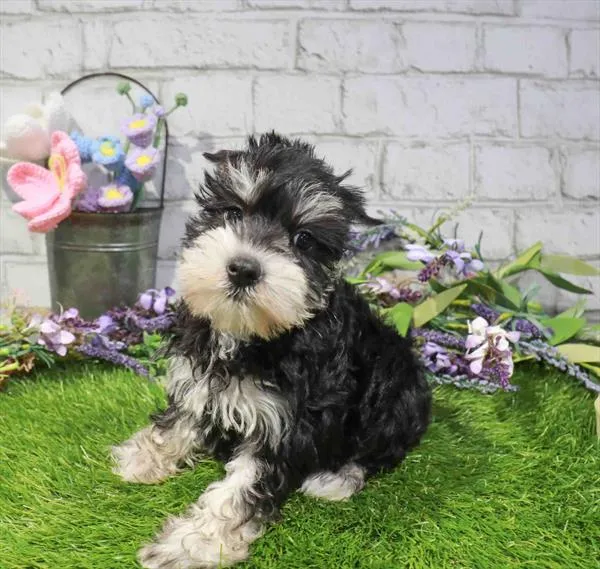 Female Mini Schnauzer puppy named Pepper for sale at Waggles-Ft. Myers.