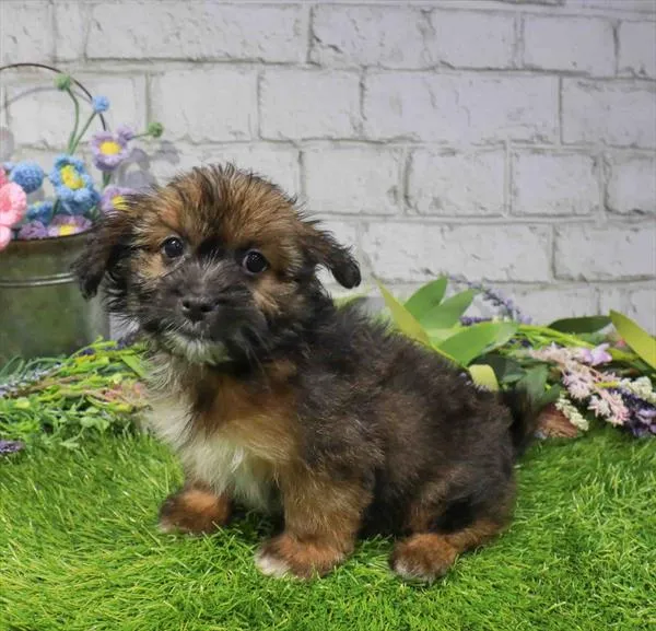 Male Shih Tzu-Pom puppy named Dusty for sale at Waggles-Ft. Myers.