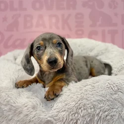 Female Dachshund puppy named Daisy for sale at Waggles-Ft. Myers.