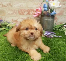 Female Havanese-Shih Tzu puppy named May for sale at Waggles-Ft. Myers.