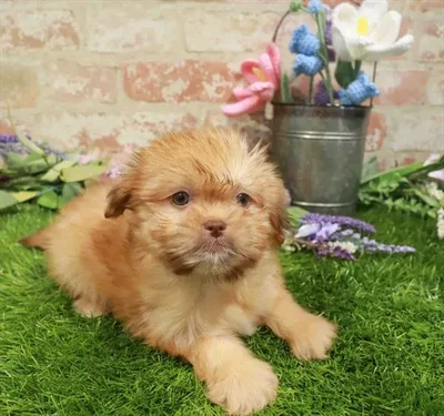 Female Havanese-Shih Tzu puppy named May for sale at Waggles-Ft. Myers.