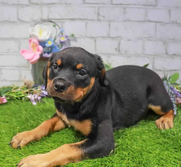 Female Rottweiler puppy for sale at Waggles-Ft. Myers.