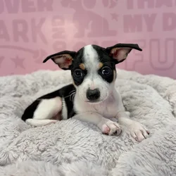 Female Chiweenie puppy named Kiki for sale at Waggles-Ft. Myers.