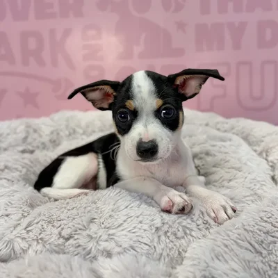 Female Chiweenie puppy named Kiki for sale at Waggles-Ft. Myers.