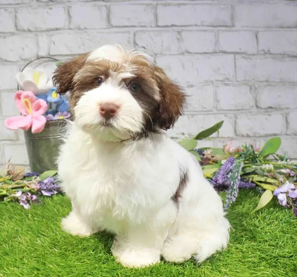Male Havanese puppy for sale at Waggles-Ft. Myers.