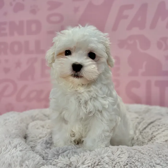 Female Maltese puppy named Trixie for sale at Waggles-Ft. Myers.