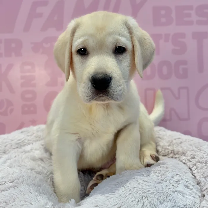 Male Labrador Retriever puppy named Cooper for sale at Waggles-Ft. Myers.