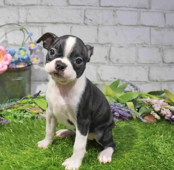 Female Boston Terrier puppy named Oreo for sale at Waggles-Ft. Myers.