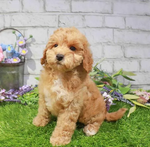 Female Cavapoo puppy named Sandy for sale at Waggles-Ft. Myers.