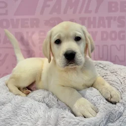 Male Labrador Retriever puppy named Cooper for sale at Waggles-Ft. Myers.
