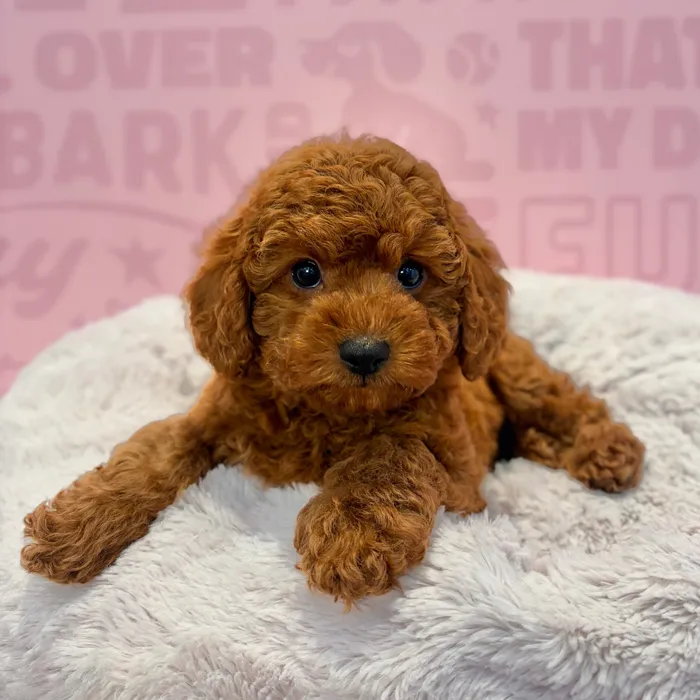 Male Mini Poodle puppy named Jasper for sale at Waggles-Ft. Myers.