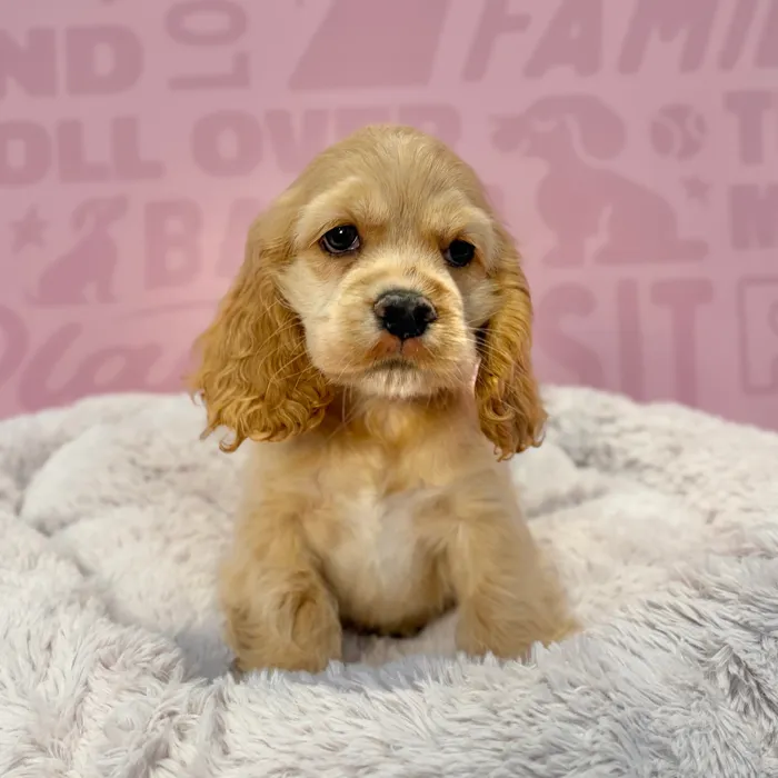 Female Cocker Spaniel puppy named Honey for sale at Waggles-Ft. Myers.