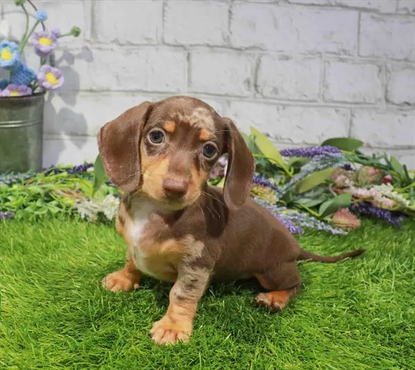 Female Dachshund puppy for sale at Waggles-Ft. Myers.