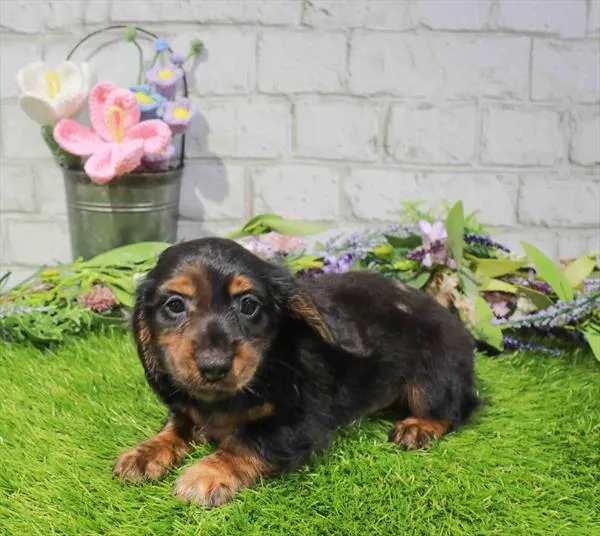 Male Dachshund puppy for sale at Waggles-Ft. Myers.