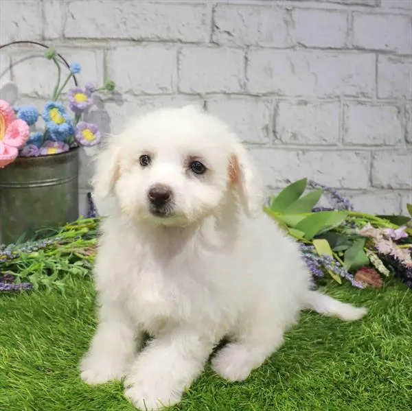 Female Bichon puppy named Rhonda for sale at Waggles-Ft. Myers.