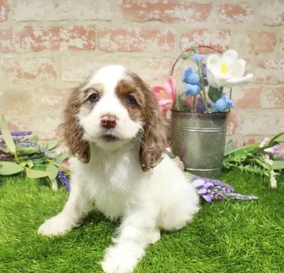 Female Cocker Spaniel puppy named Charlotte for sale at Waggles-Ft. Myers.