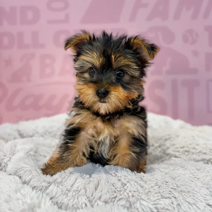 Female Yorkie puppy named Cleo for sale at Waggles-Ft. Myers.