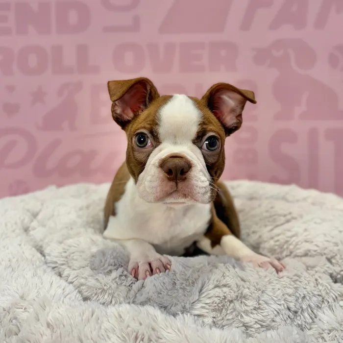 Male Boston Terrier puppy named Winston for sale at Waggles-Ft. Myers.