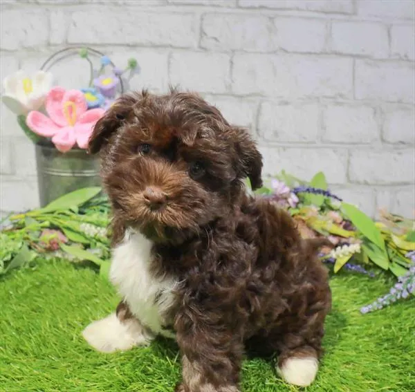 Female Havanese puppy for sale at Waggles-Ft. Myers.